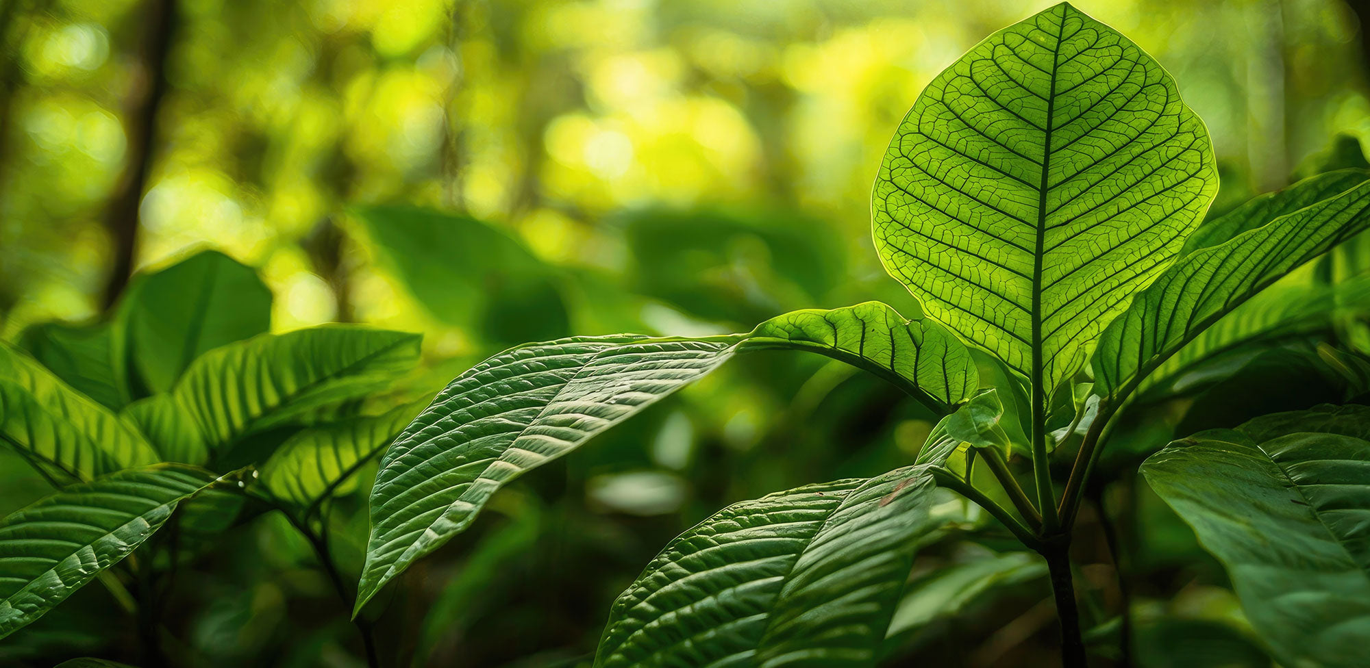 7-Hydroxymitragynine Vendor Guide: Best Kratom Brands for High-Quality 7-OH