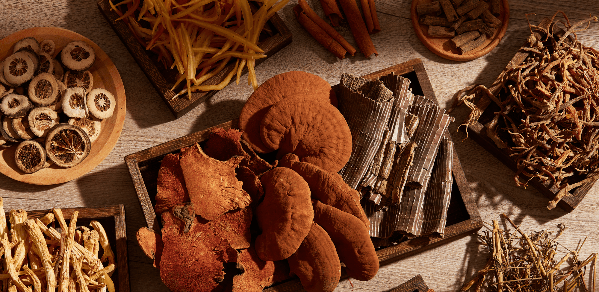 What Are Medicinal Mushrooms? A Real Guide to Functional Fungi