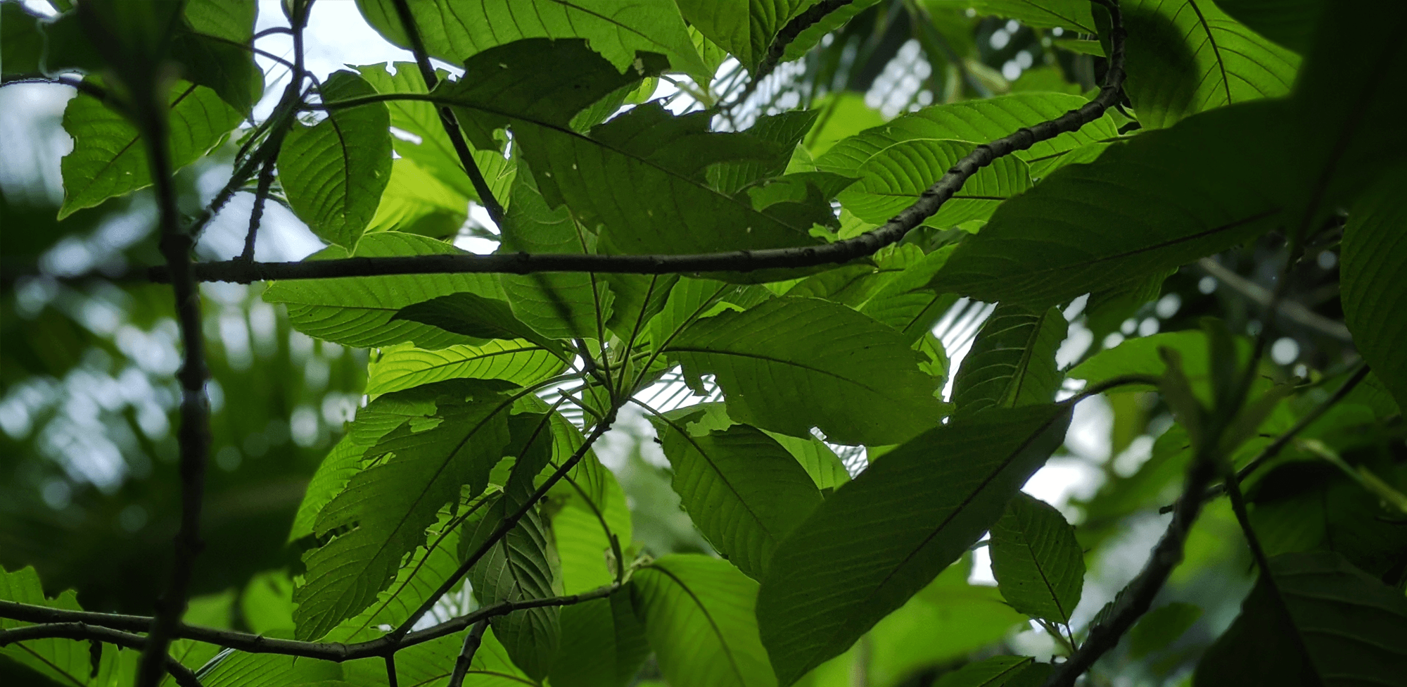 Pseudoindoxyl vs 7-Hydroxymitragynine: What You Need to Know and How These Advanced Kratom Alkaloids Differ