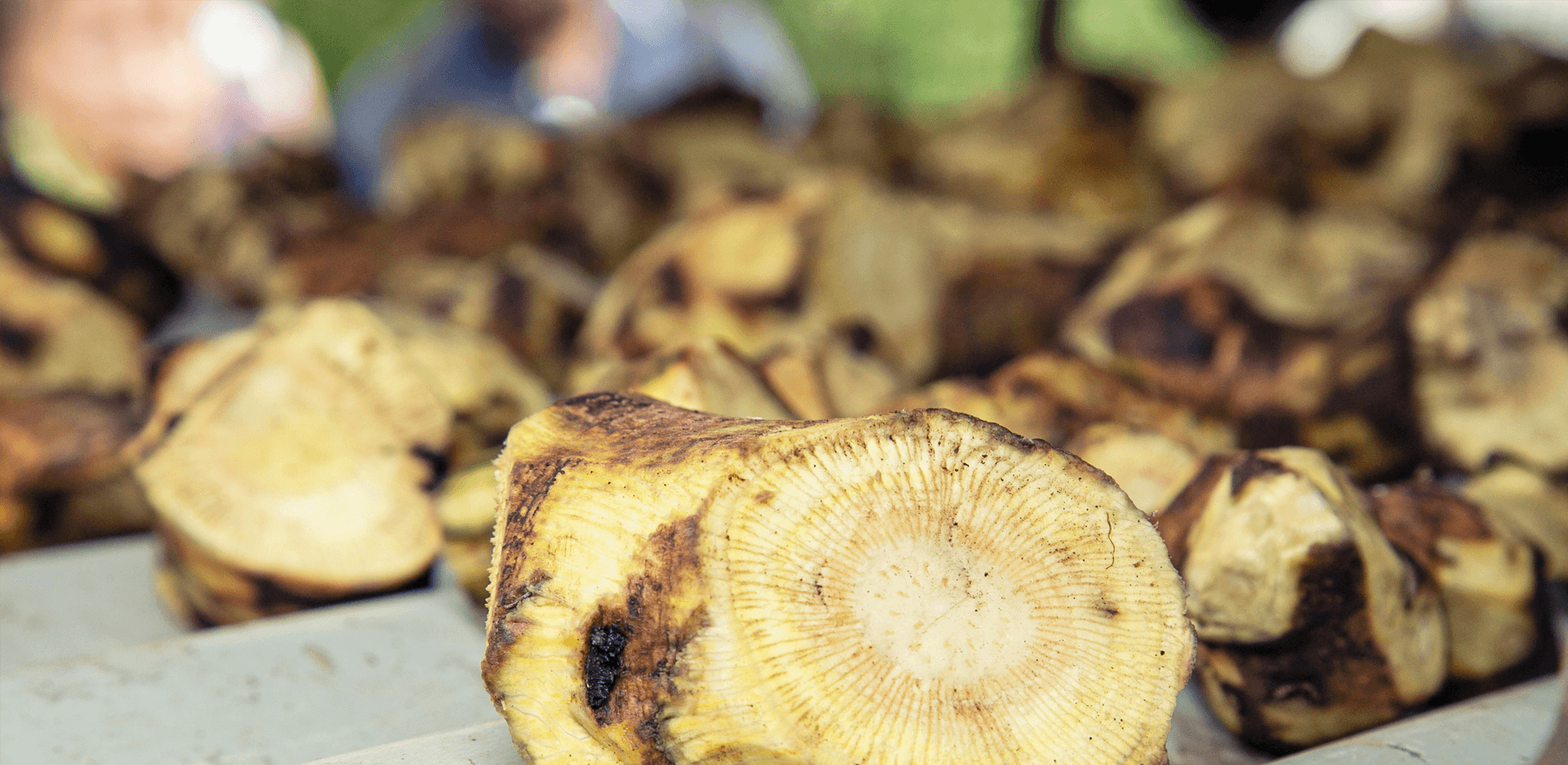 What to Know About Kava Root Powder
