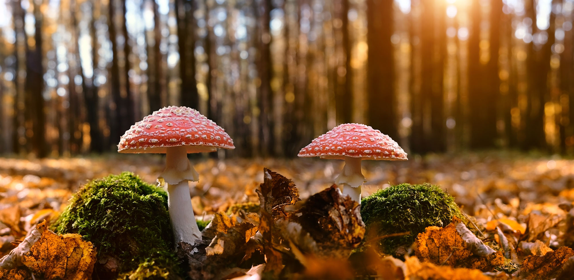 Amanita muscaria: Effects, Legality & What You Need to Know