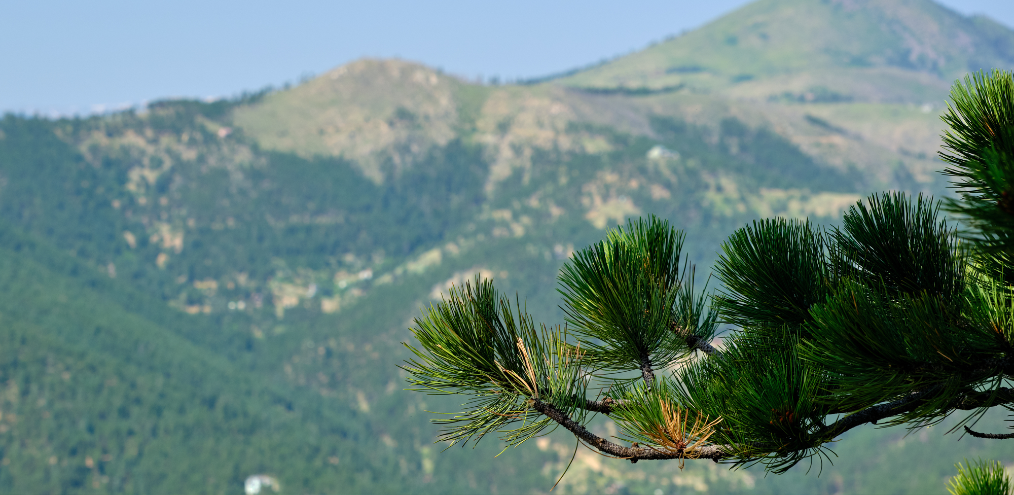 Are Mushrooms Legal in Colorado? Understanding the Law in 2026