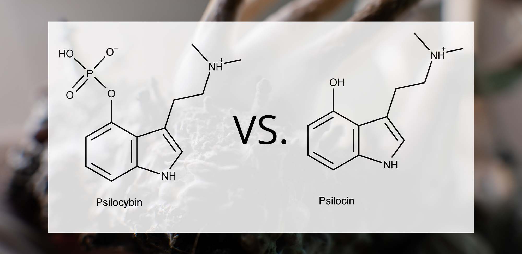 Psilocybin vs Psilocin: What's the Difference?