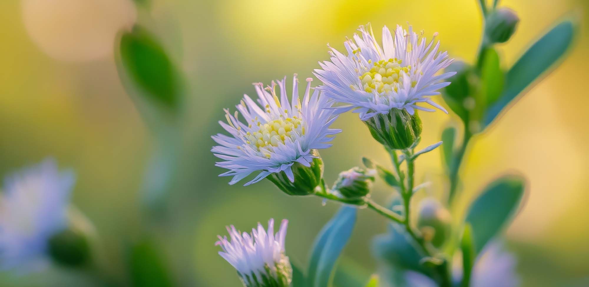 Kanna: The Nootropic Supplement Everyone's Talking About