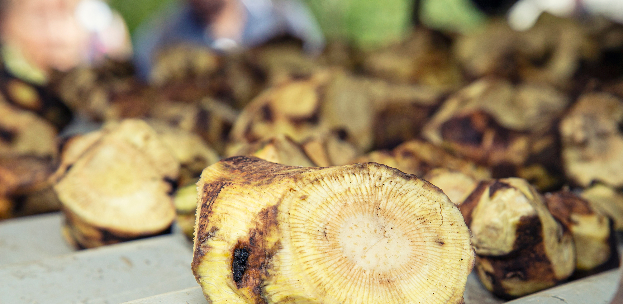 What to Know About Kava Root Powder