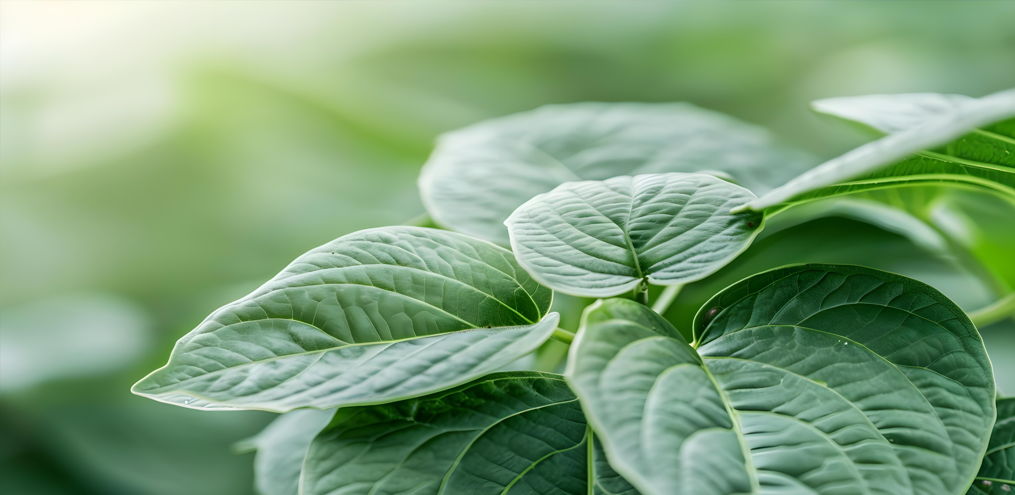 Kava Dosage Guide: A User Guide to Clean, Calm Kava Use