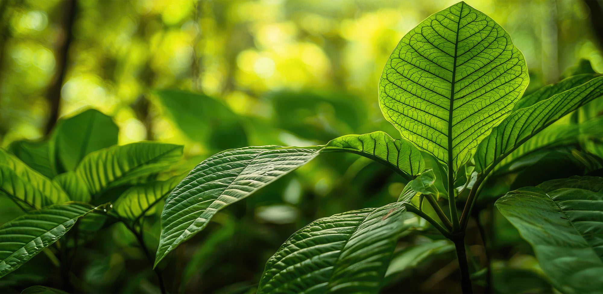 MGM-15 vs 7-OH: Which Kratom Alkaloid Is Right for You?
