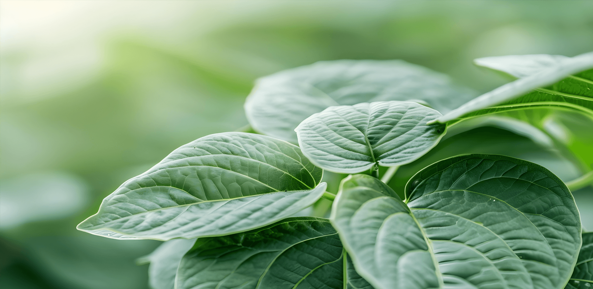 Kava Dosage Guide: A User Guide to Clean, Calm Kava Use
