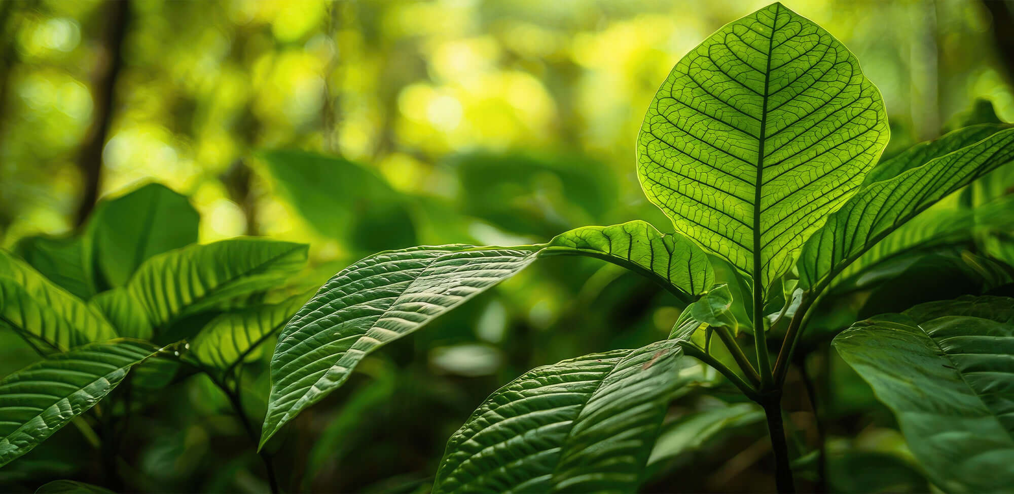 MGM-15 vs 7-OH: Which Kratom Alkaloid Is Right for You?
