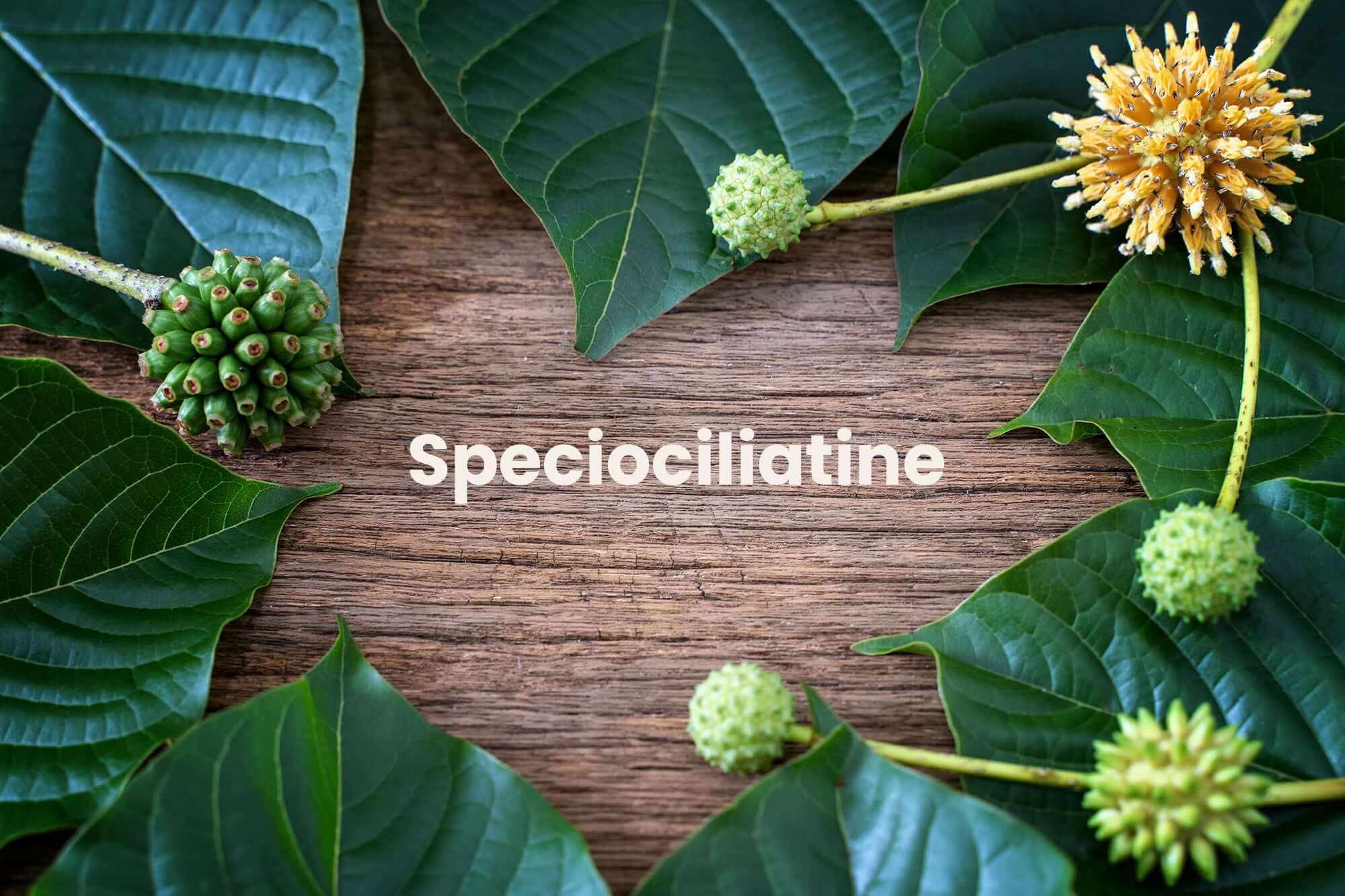 The Speciociliatine alkaloid in Kratom - Real Botanicals- 