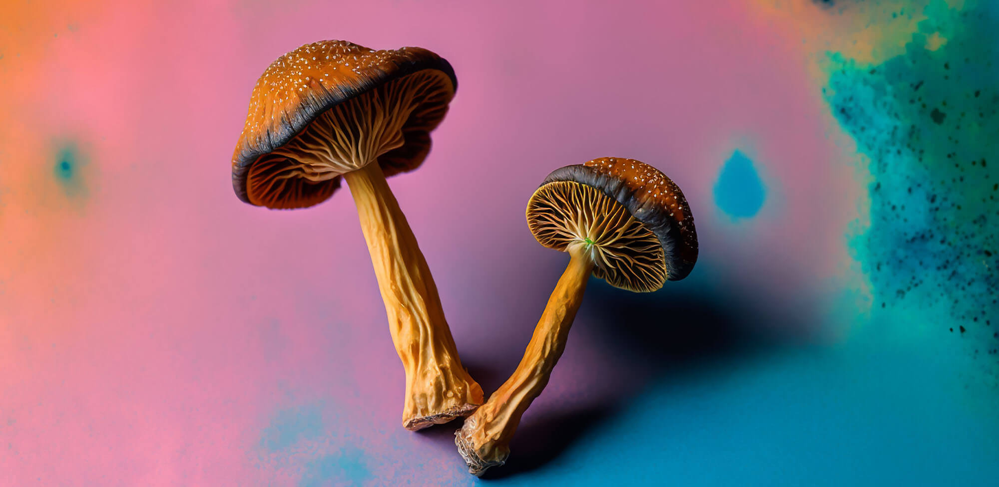 Where to Buy Magic Mushrooms: A Buyer's Guide to Legal Mushroom Products