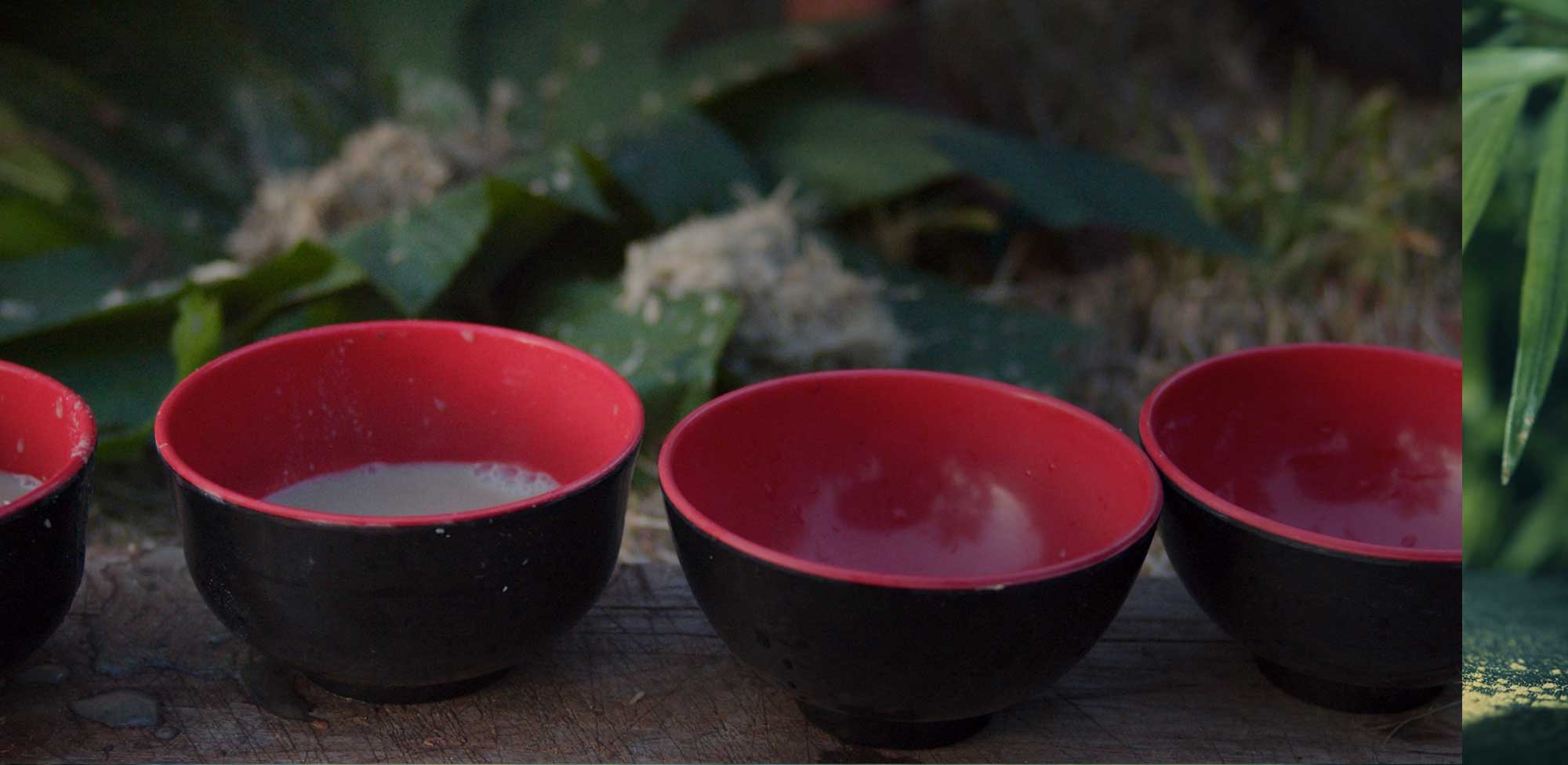 Is Kava a Drug? Understanding Safety and if Kava Is Addictive