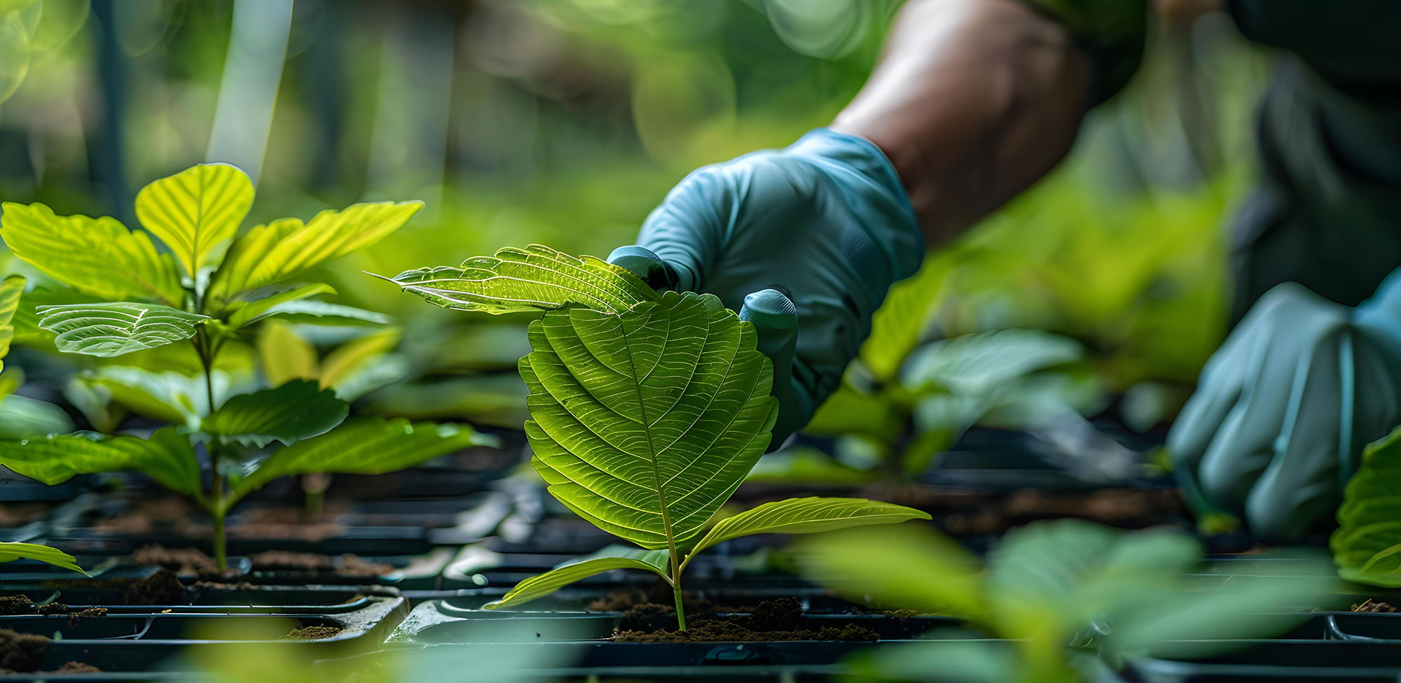 Real Guide to Kratom Extracts: Benefits, Uses, and How to Make Kratom Extracts