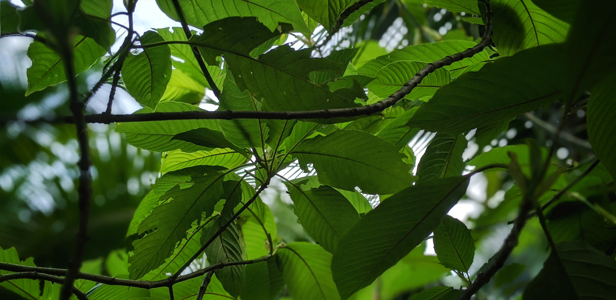 Pseudoindoxyl vs 7-Hydroxymitragynine: What You Need to Know and How These Advanced Kratom Alkaloids Differ