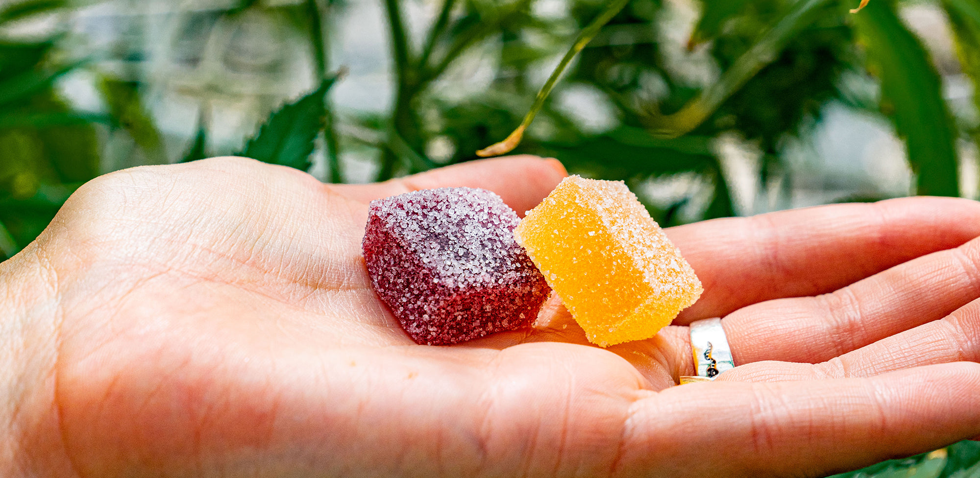 Are Mushroom Gummies Legal? What’s Actually Allowed in 2025