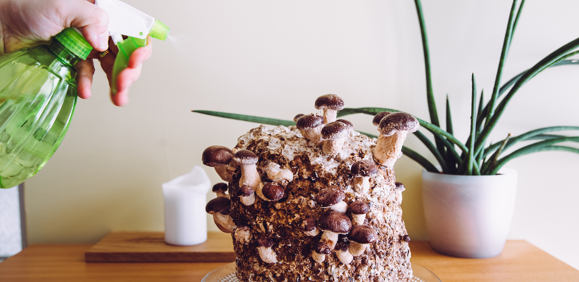 How to Grow Mushrooms at Home: Pros, Cons, and Is It Even Legal?